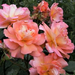 Rose 'Westerland'